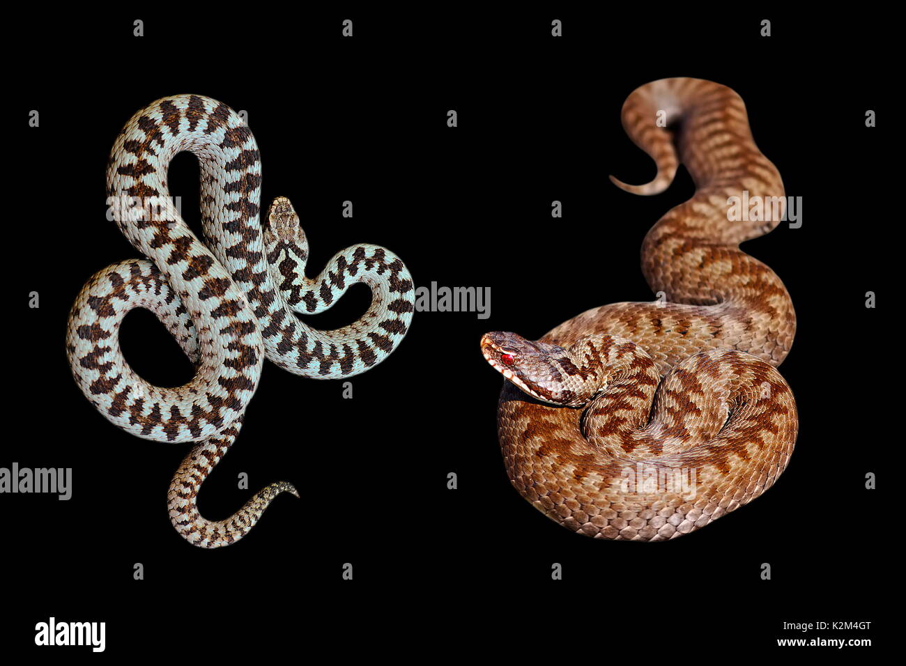 Männliche und weibliche Vipera berus auf schwarzem Hintergrund, den gemeinsamen europäischen gekreuzt Addierer bereit, auf T-Shirt drucken Stockfoto