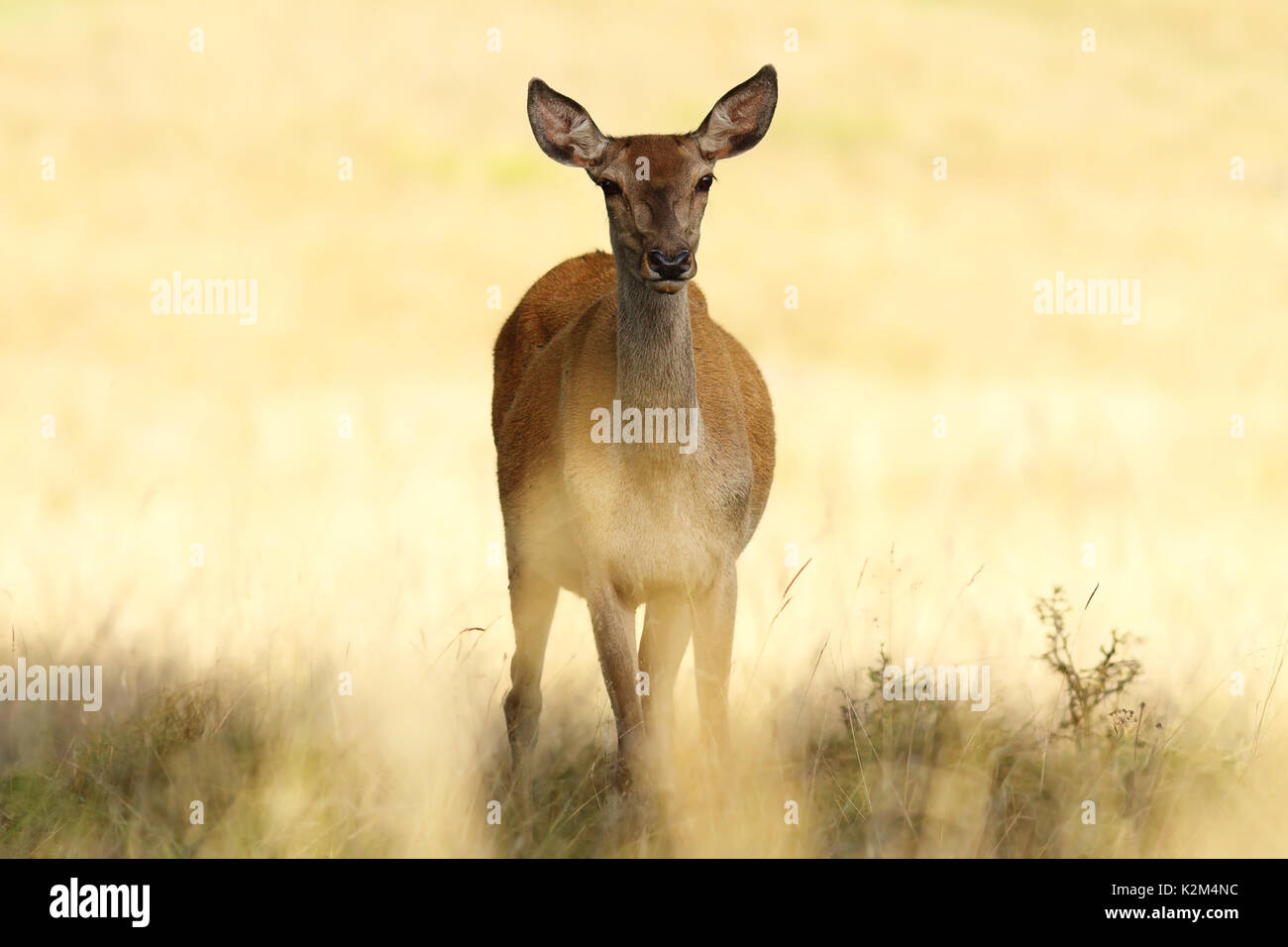 Red deer Hind closeup über unscharf Hintergrund, volle Länge Wild Animal (Cervus elaphus, weiblich) Stockfoto