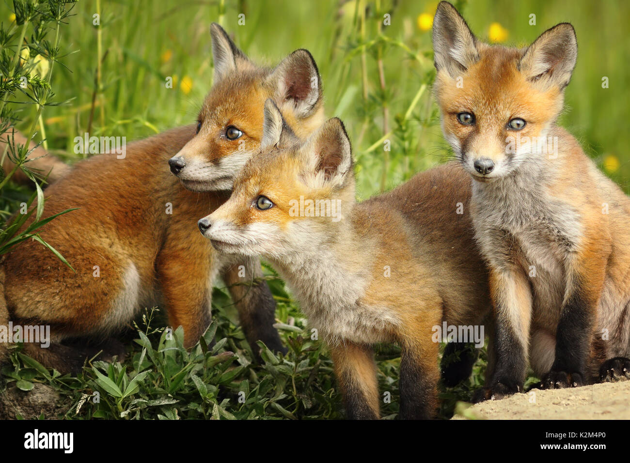 Europäische Red fox Brüder zusammen in der Nähe der Höhle (Vulpes) Stockfoto