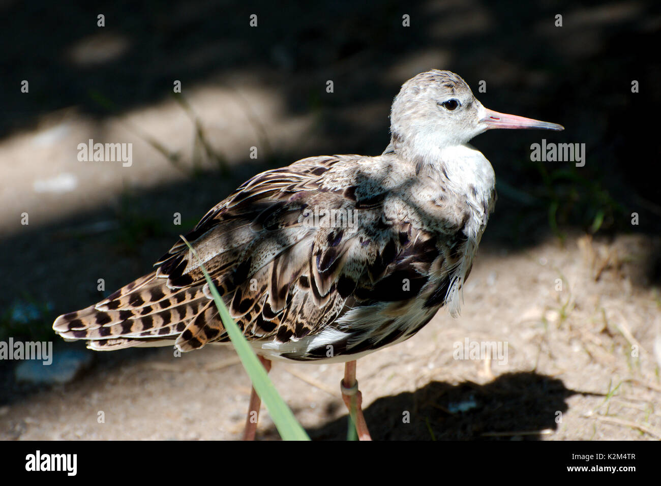 Single Vogel im Sommer Stockfoto