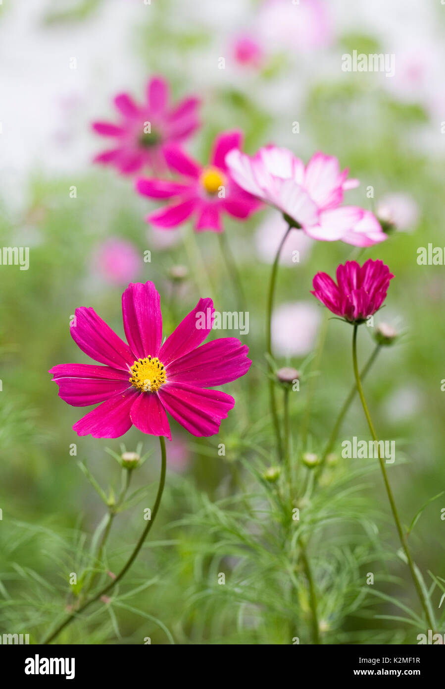Cosmos Bipinnatus Blüte im Spätsommer. Stockfoto