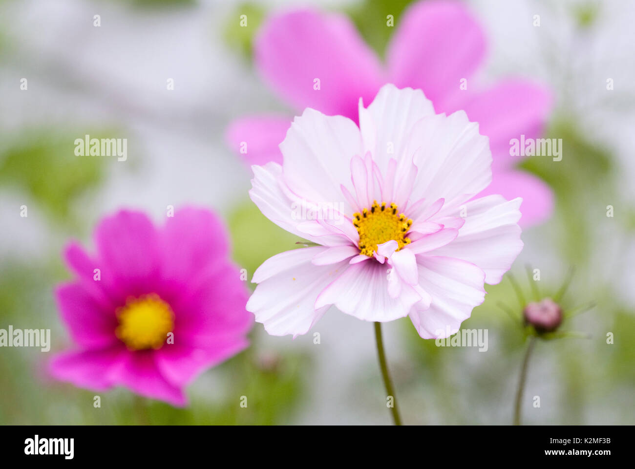 Cosmos Bipinnatus Blüte im Spätsommer. Stockfoto
