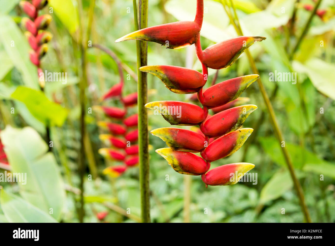 Karabinerverschluss Blume (Heliconia Rostrata) Stockfoto