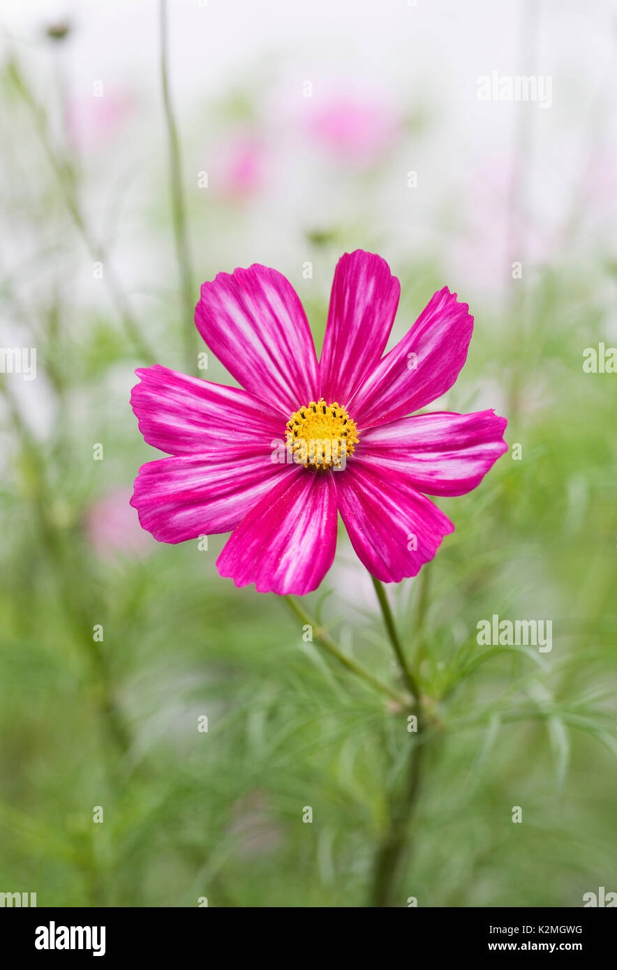 Cosmos Bipinnatus Blüte im Spätsommer. Stockfoto