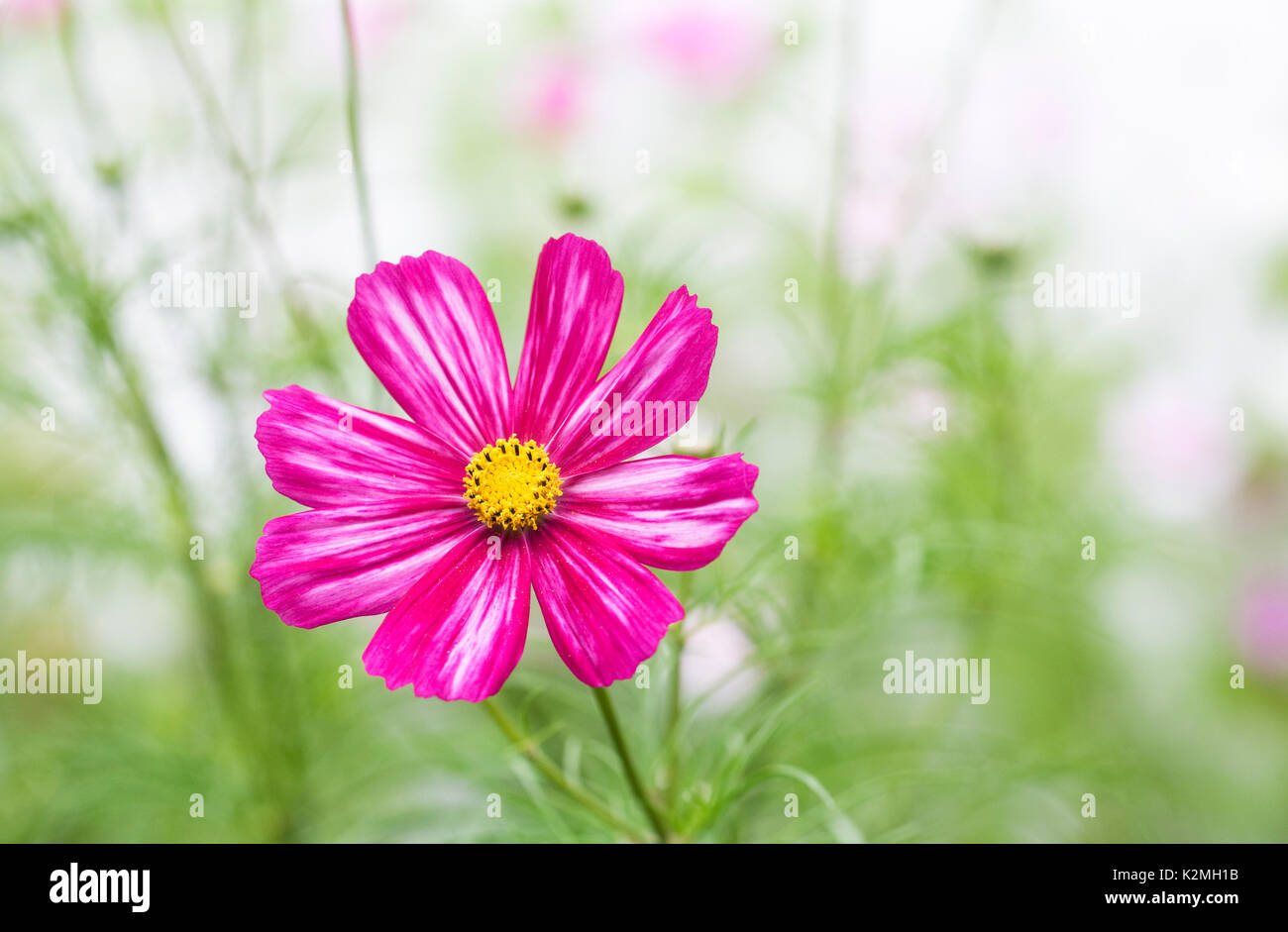 Cosmos Bipinnatus Blüte im Spätsommer. Stockfoto