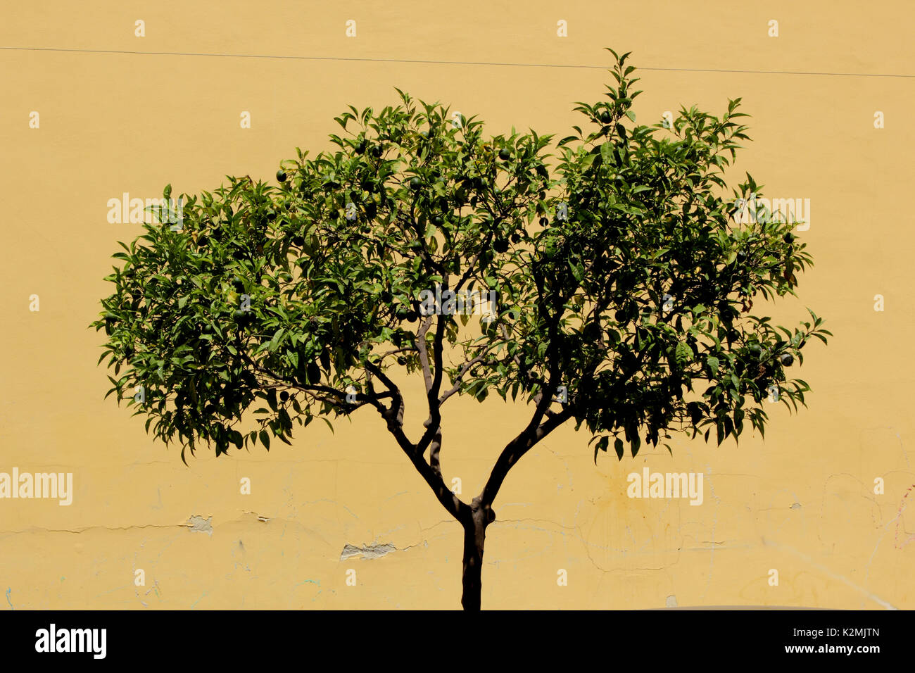 Lemon Tree gegen ockerfarbenen Mauer Sorrento Amalfiküste Italien Stockfoto