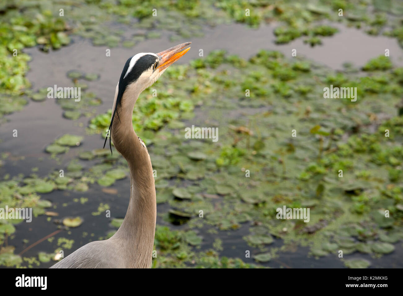 Paynes Prairie Preserve Stockfoto Paynes Prairie Preserve Stockfoto