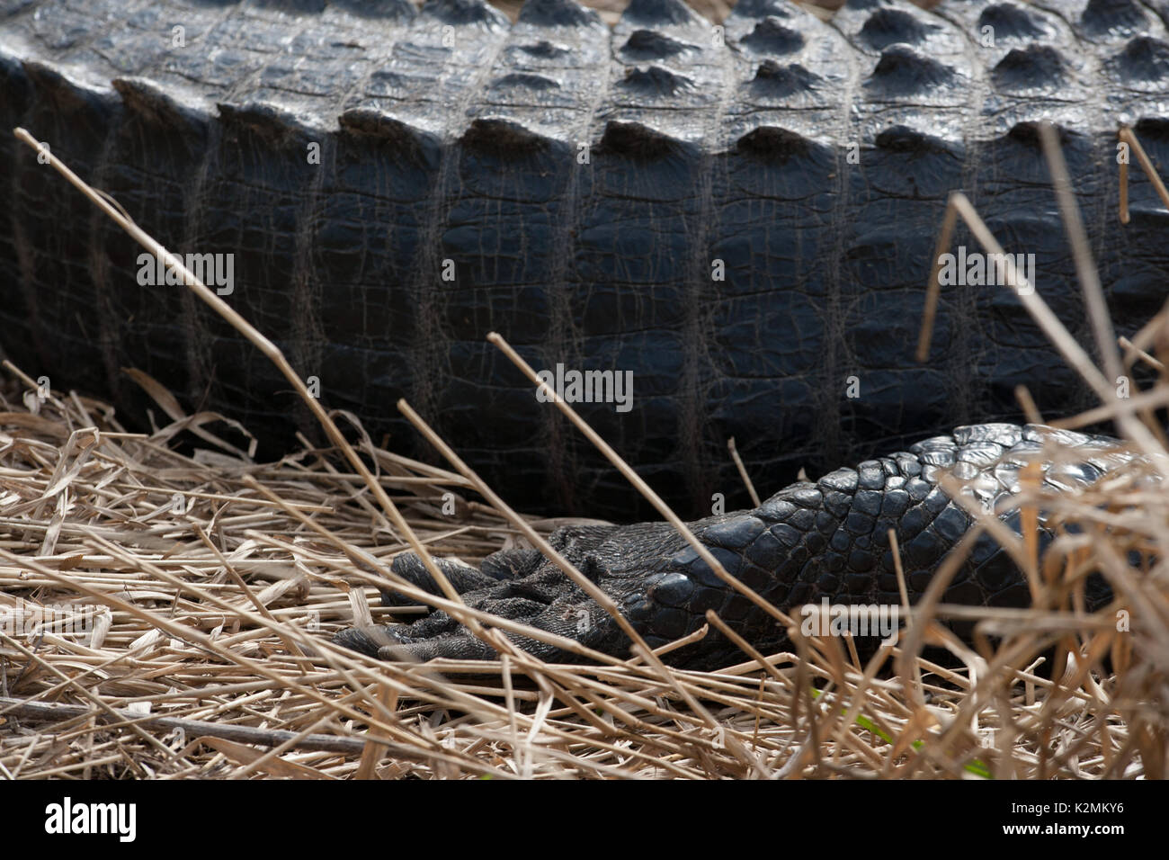 American alligator (s) Aalen in der Sonne an Paynes Prairie Preserve State Park, Florida. Stockfoto