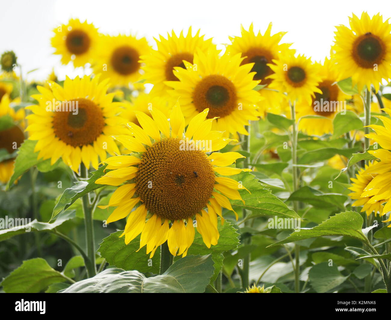 Sonnenblumen auf einem Feld in Buckinghamshire mit Hintergrundbeleuchtung Blütenblätter. Landschaft mit vielen Blumen der lebendige gelb am Nachmittag, Sonnenschein. Stockfoto