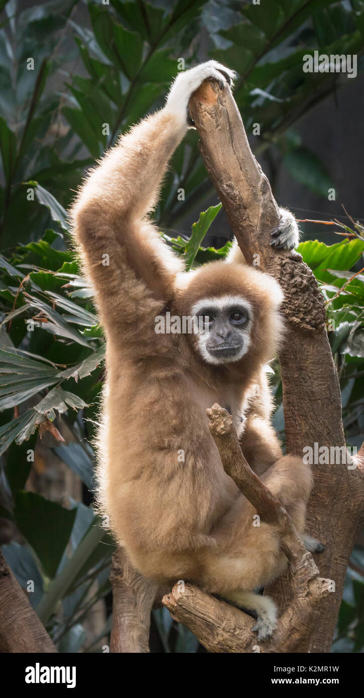 White-handed Gibbon (Hylobates Lar) Stockfoto