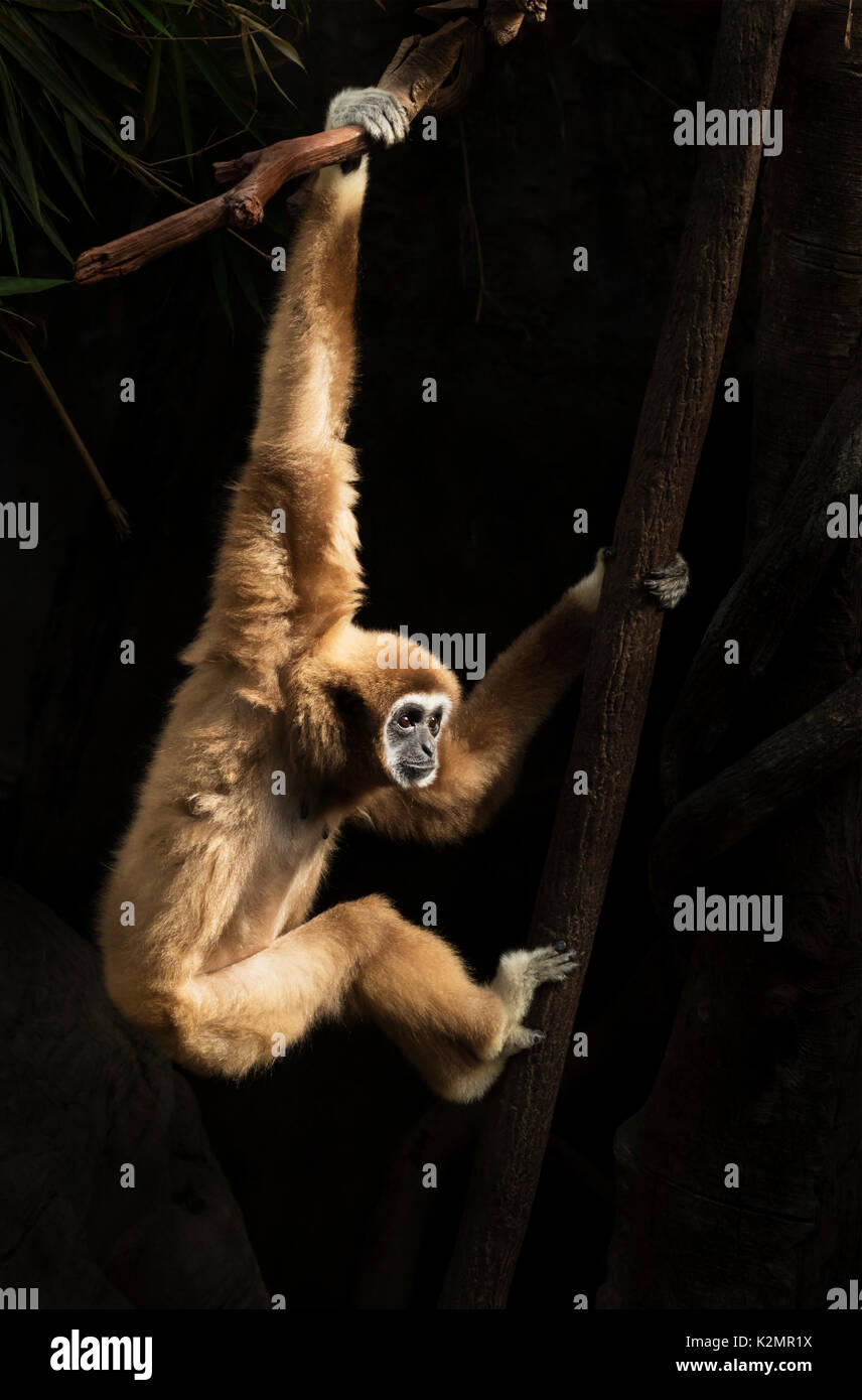 Weiß - übergeben Gibbon (Hylobates lar) auf der Rückseite Hintergrund Stockfoto