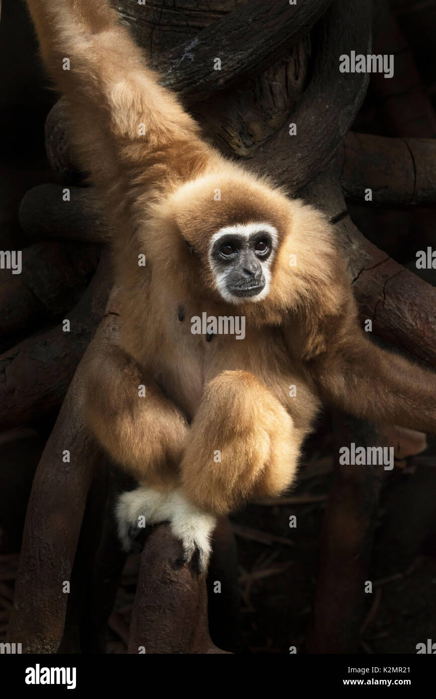 White-handed Gibbon (Hylobates Lar) Stockfoto