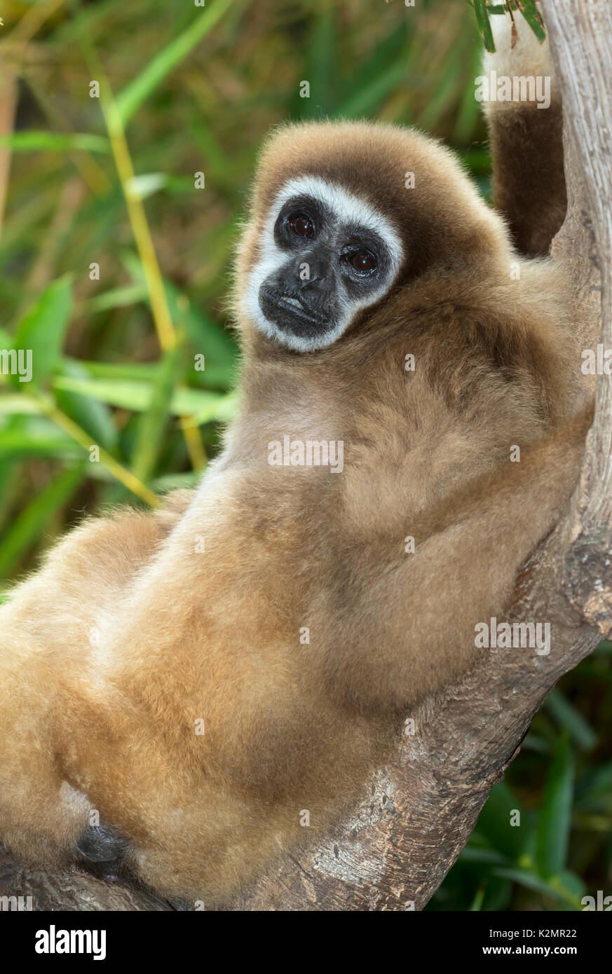 White-handed Gibbon (Hylobates Lar) Stockfoto
