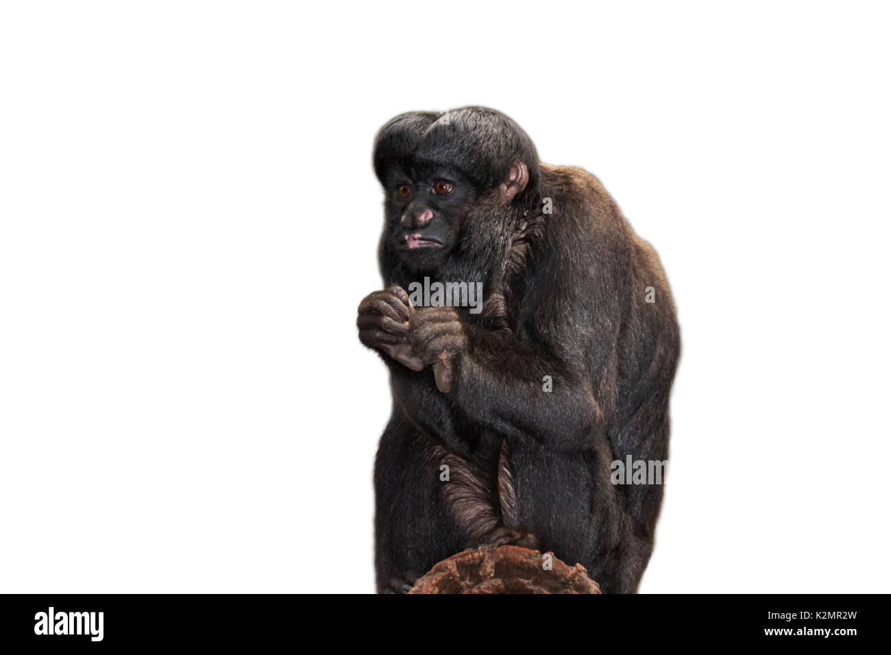 Red-backed bearded Saki auf weißem Hintergrund Stockfoto