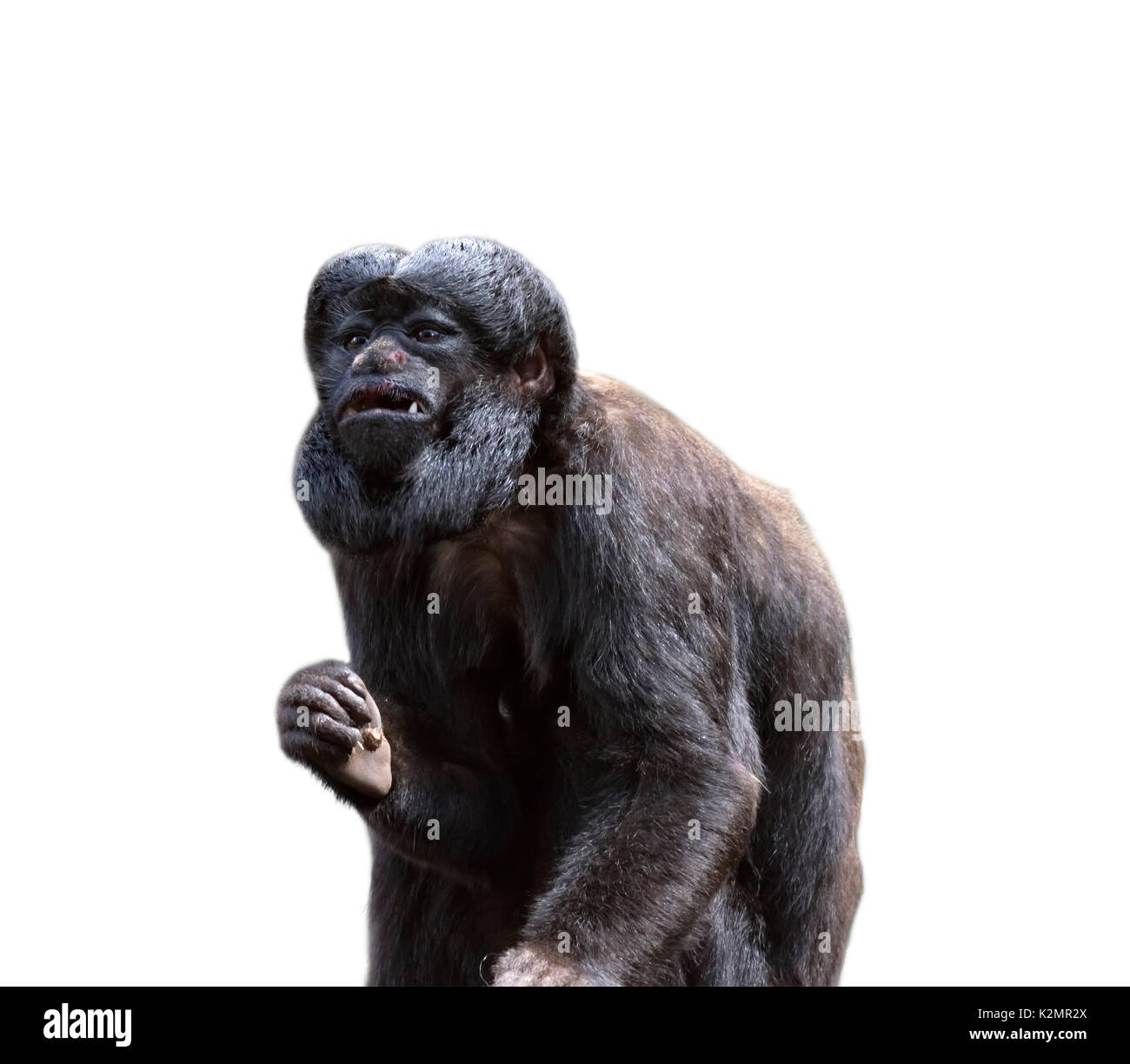 Red-backed bearded Saki auf weißem Hintergrund Stockfoto