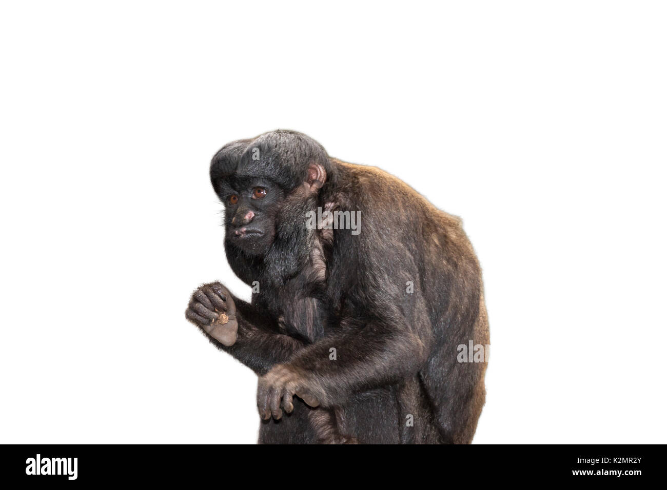 Red-backed bearded Saki auf weißem Hintergrund Stockfoto