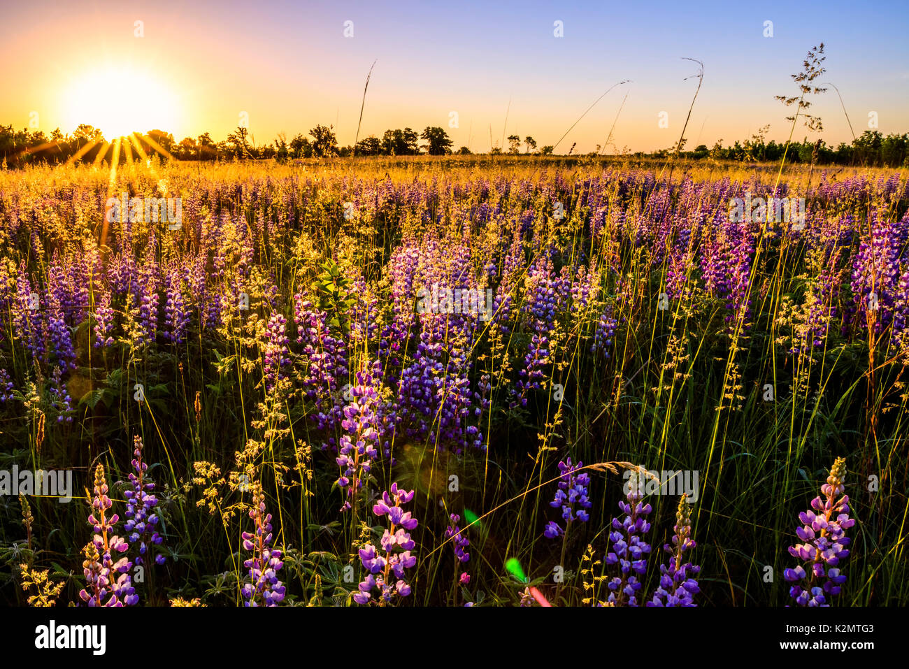 Wilde Lupinen (Lupinus perennis) Blumen im Sherburne National Wildlife Refuge. Stockfoto