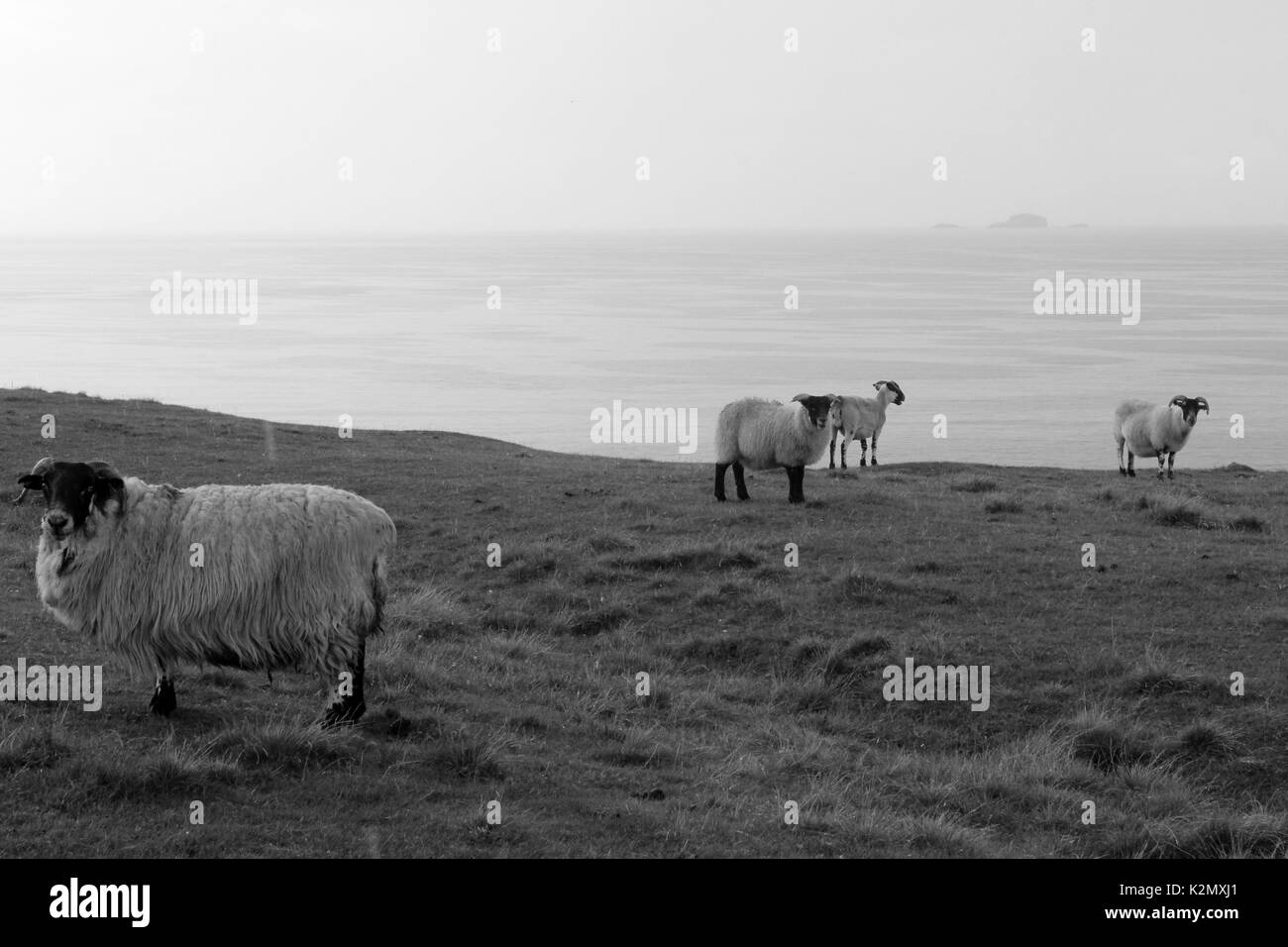 Schafe auf der Insel Skye Schottland Stockfoto