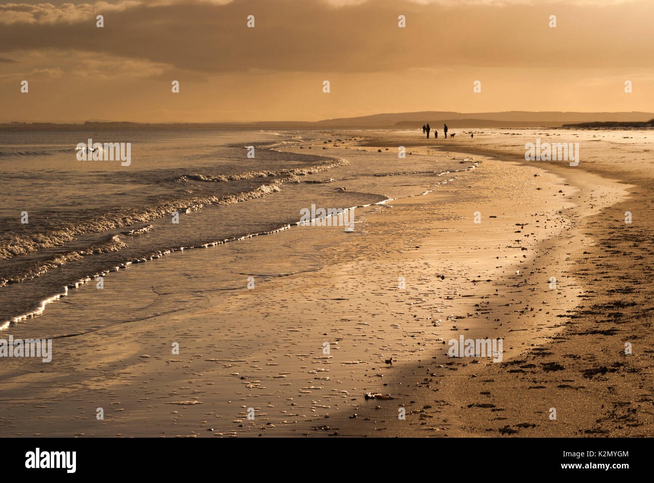 Hund Spaziergänger auf Dornoch Strand, Sutherland, Highland, Schottland, Vereinigtes Königreich Stockfoto