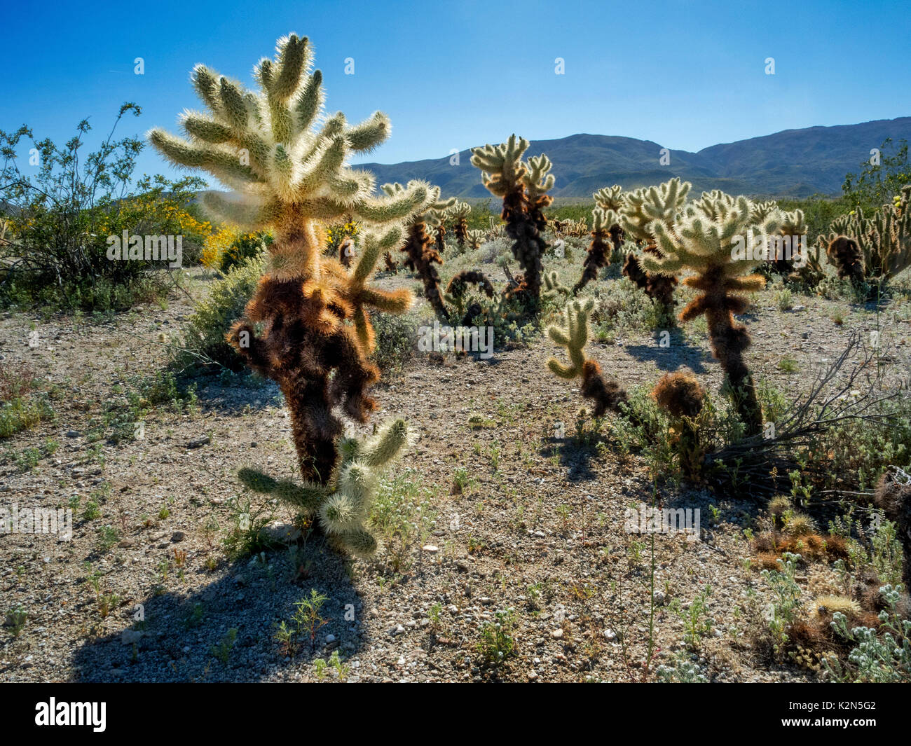 Teddybär Cholla Cactus (Cylindropuntia Bigelovii) blüht im Frühjahr in den Anza Borrego Desert in Kalifornien. Stockfoto