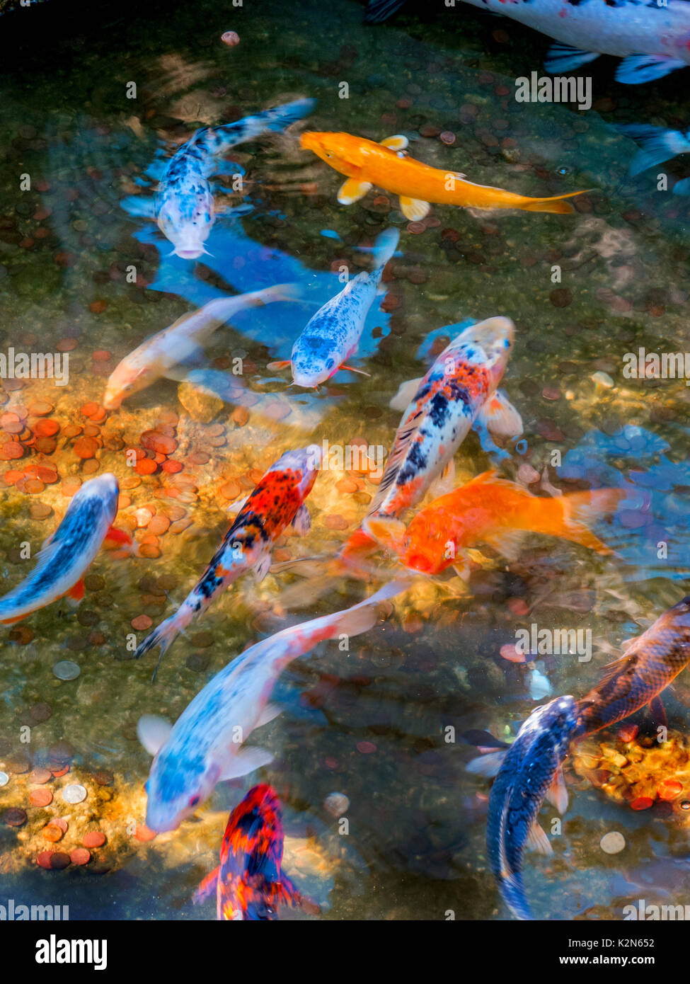 Farbenfrohe Koi, Cyprinus carpio oder Karpfen, Schwimmen in einem Museum Teich in San Marino, CA. Hinweis Münzen in den Teich geworfen Wünsche zu machen. Stockfoto