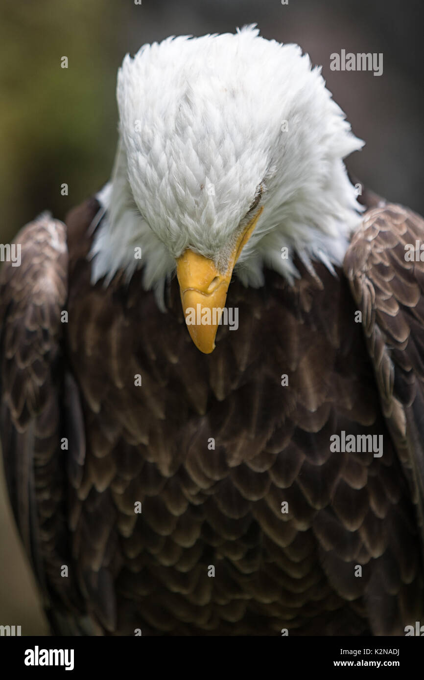 Weißkopfseeadler closeup Stockfoto