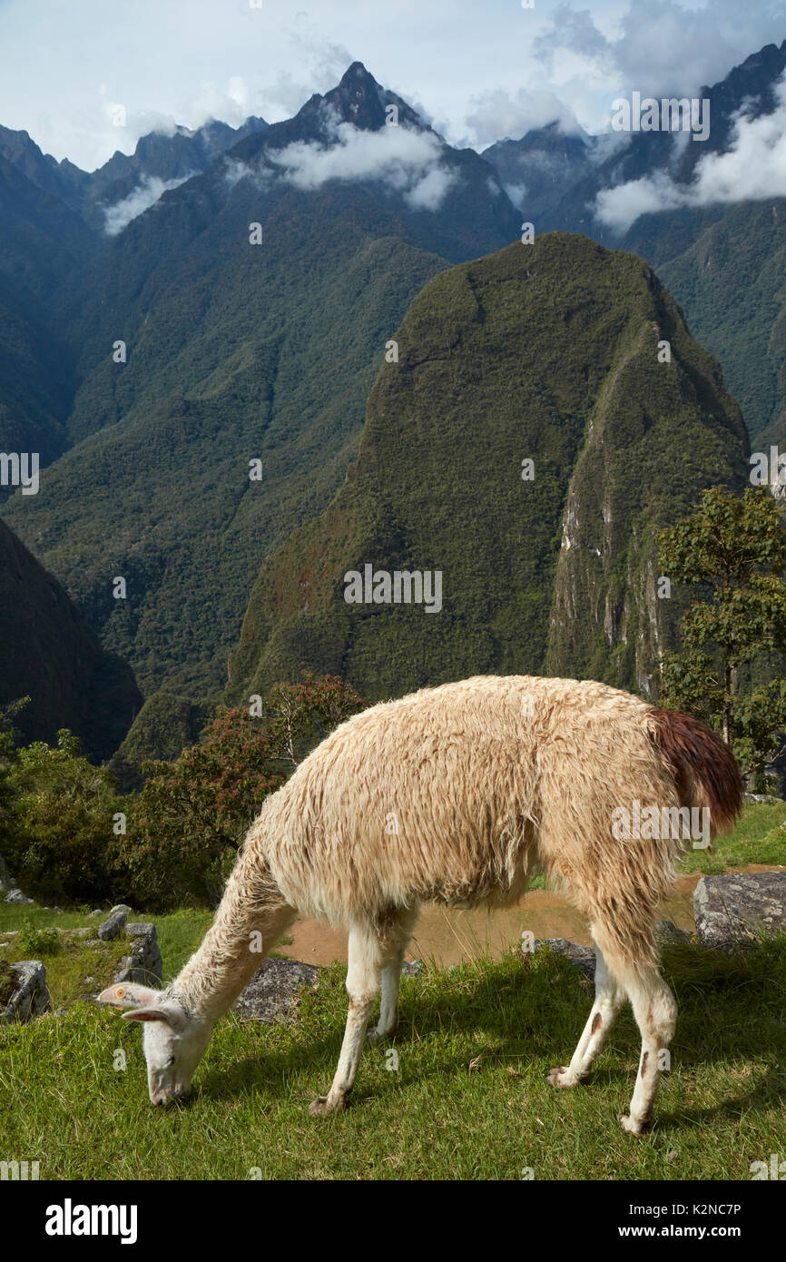 Lamas bei Machu Picchu (Weltkulturerbe), Peru, Südamerika Stockfoto