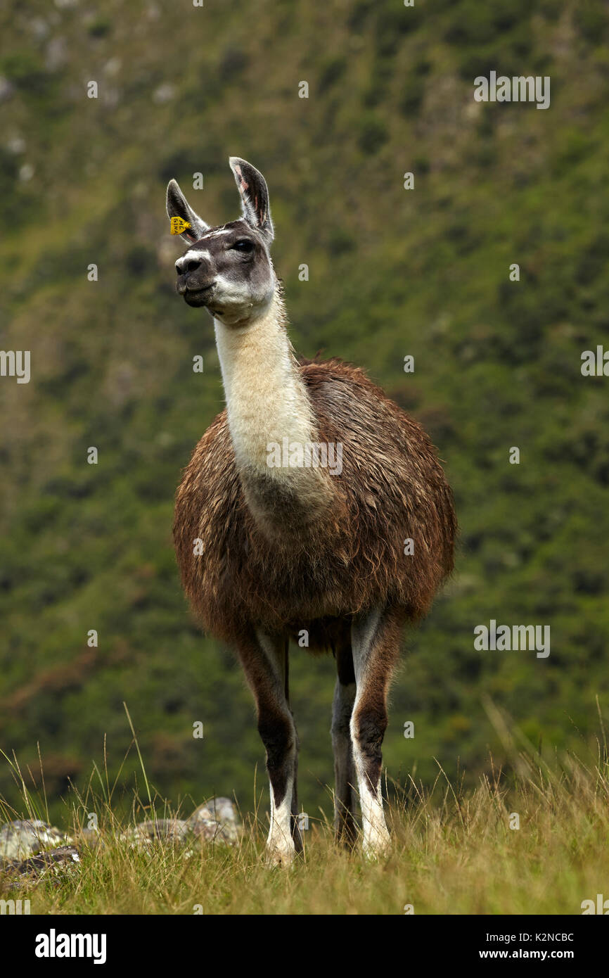 Lamas bei Machu Picchu (Weltkulturerbe), Peru, Südamerika Stockfoto