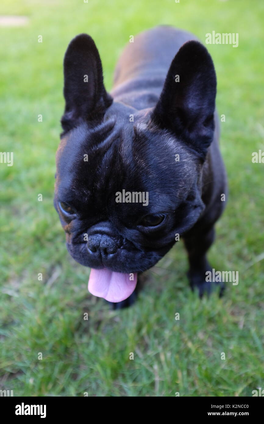 Französische Bulldogge mit herausgestreckter Zunge keuchend, stand auf Gras Stockfoto