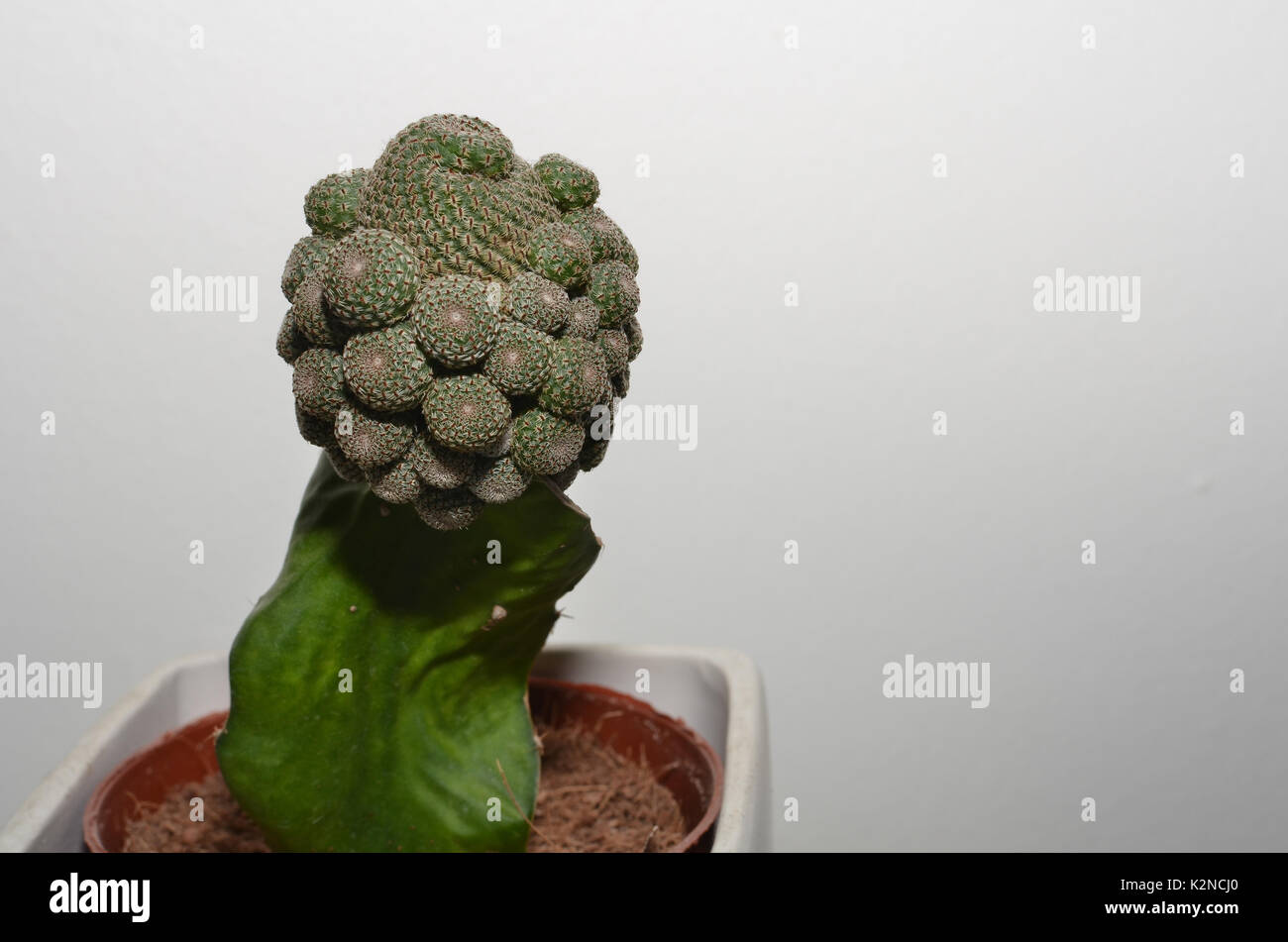 Ungewöhnliche Sukkulenten in einem Topf auf einem weißen Hintergrund Stockfoto