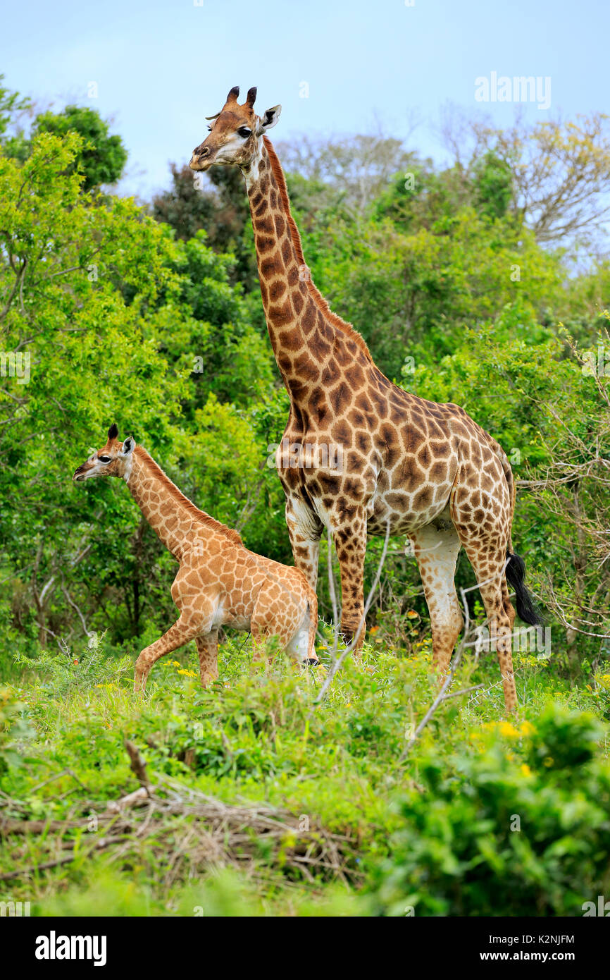 Kap Giraffen (Giraffa Camelopardalis giraffa), erwachsene Frau mit Youngs, Futtersuche, Saint Lucia Estuary Stockfoto