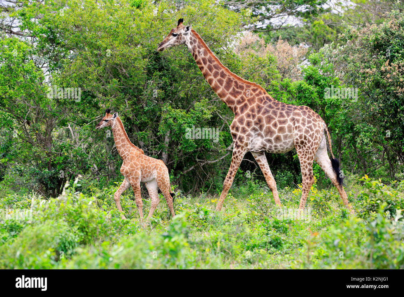Kap Giraffen (Giraffa Camelopardalis giraffa), erwachsene Frau mit Youngs, Futtersuche, Saint Lucia Estuary Stockfoto