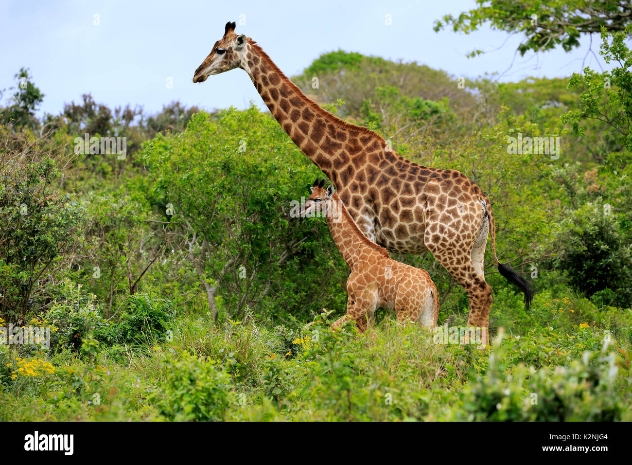 Kap Giraffen (Giraffa Camelopardalis giraffa), erwachsene Frau mit Youngs, Futtersuche, Saint Lucia Estuary Stockfoto