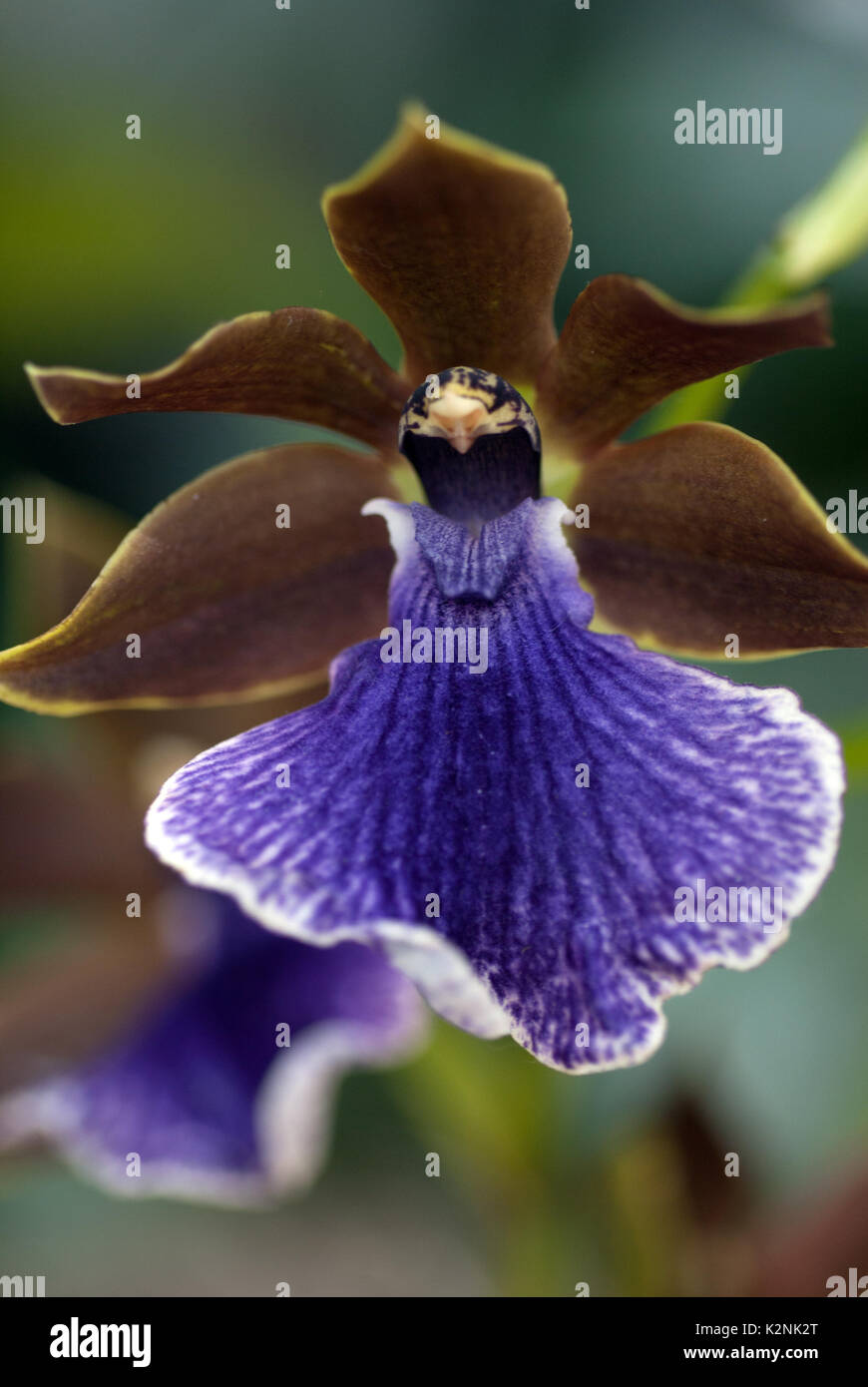 Orchidee Stockfoto