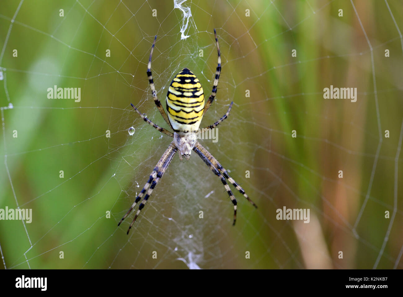 Wasp spider (Argiope Bruennichi), Weibliche im Netz, Deutschland Stockfoto