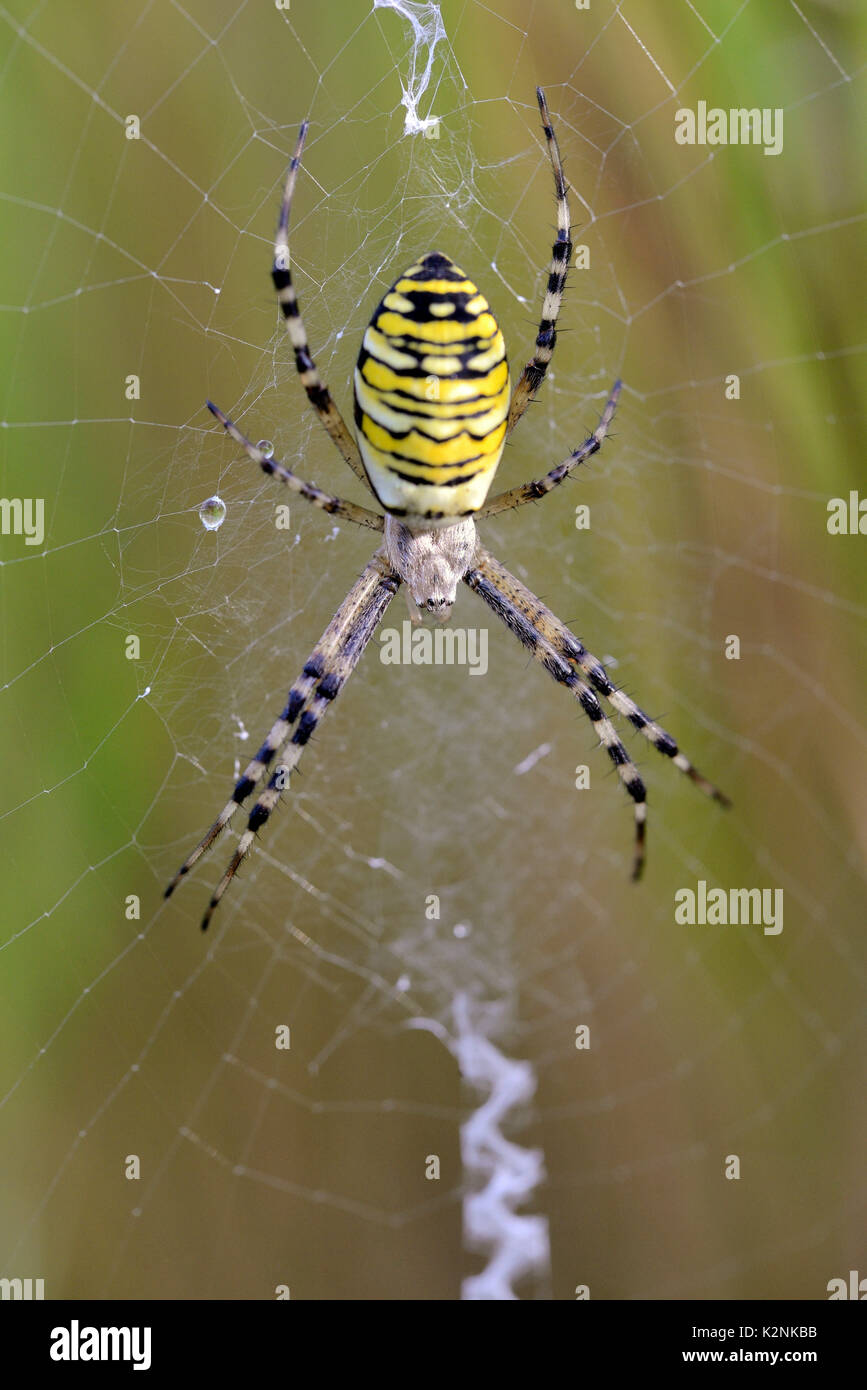 Wasp spider (Argiope Bruennichi), Weibliche im Netz, Deutschland Stockfoto
