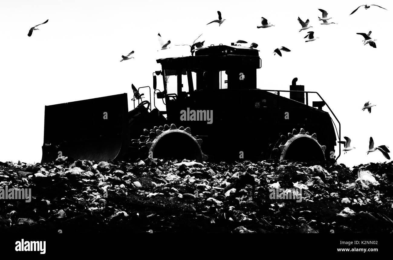 Schwere Planierraupe verdichten Mülldeponie von Möwen - Mono, Schwarz und Weiß gefolgt, Silhouette Stockfoto
