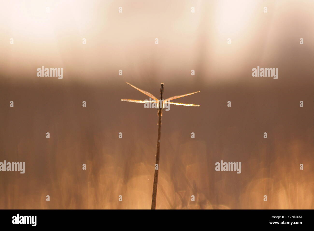 Libelle sitzt auf einem Reed im Okavango Delta, Botswana Stockfoto