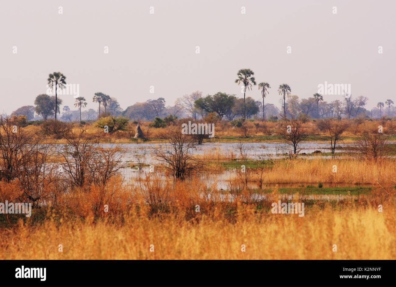 Überschwemmten Feuchtgebiet im Okavango Delta, Botswana Stockfoto