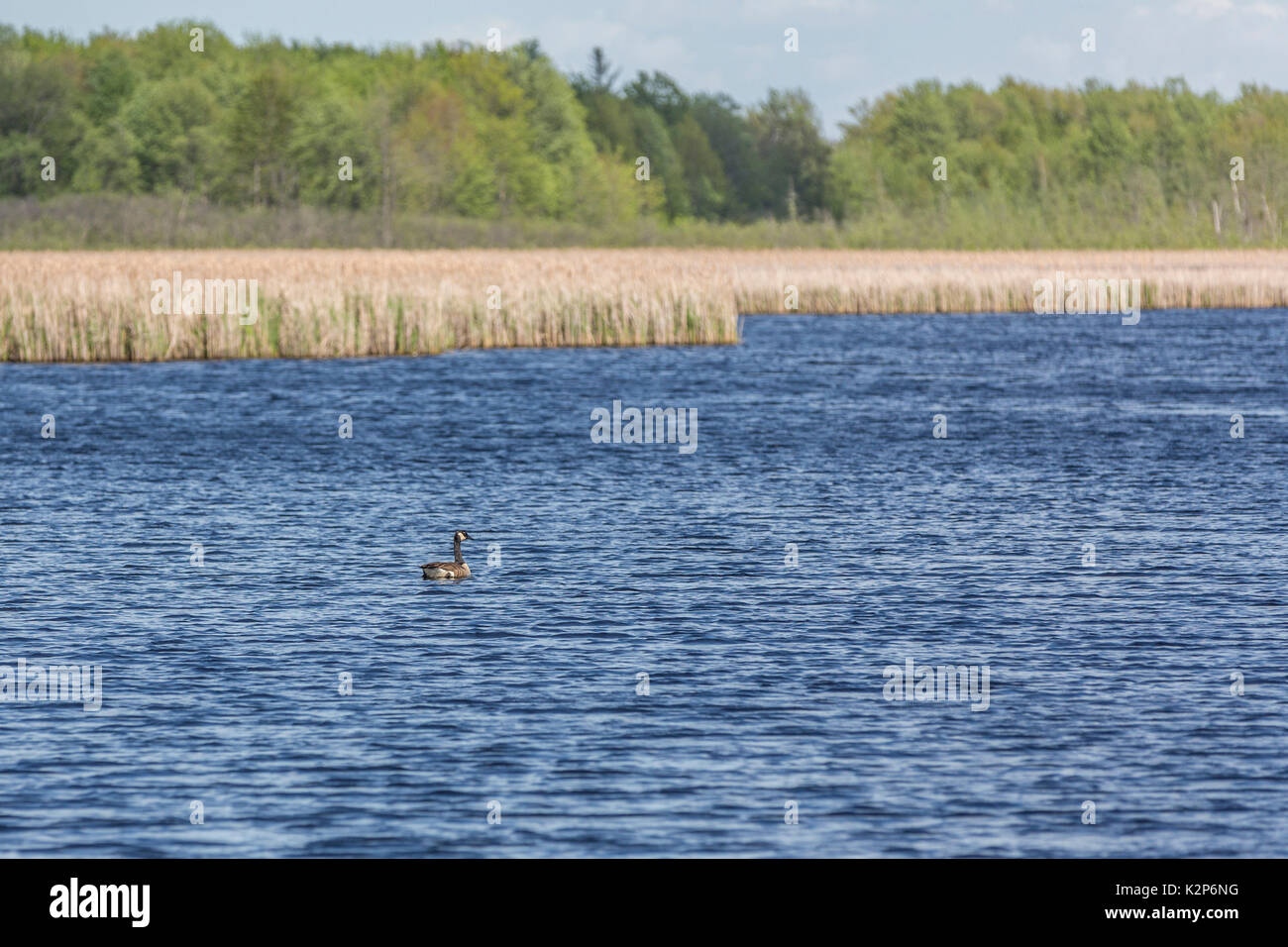 Kanada Gans in einem See Stockfoto