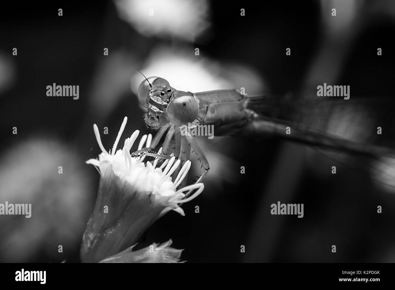 Libelle mit close-up detaillierte Ansicht Stockfoto