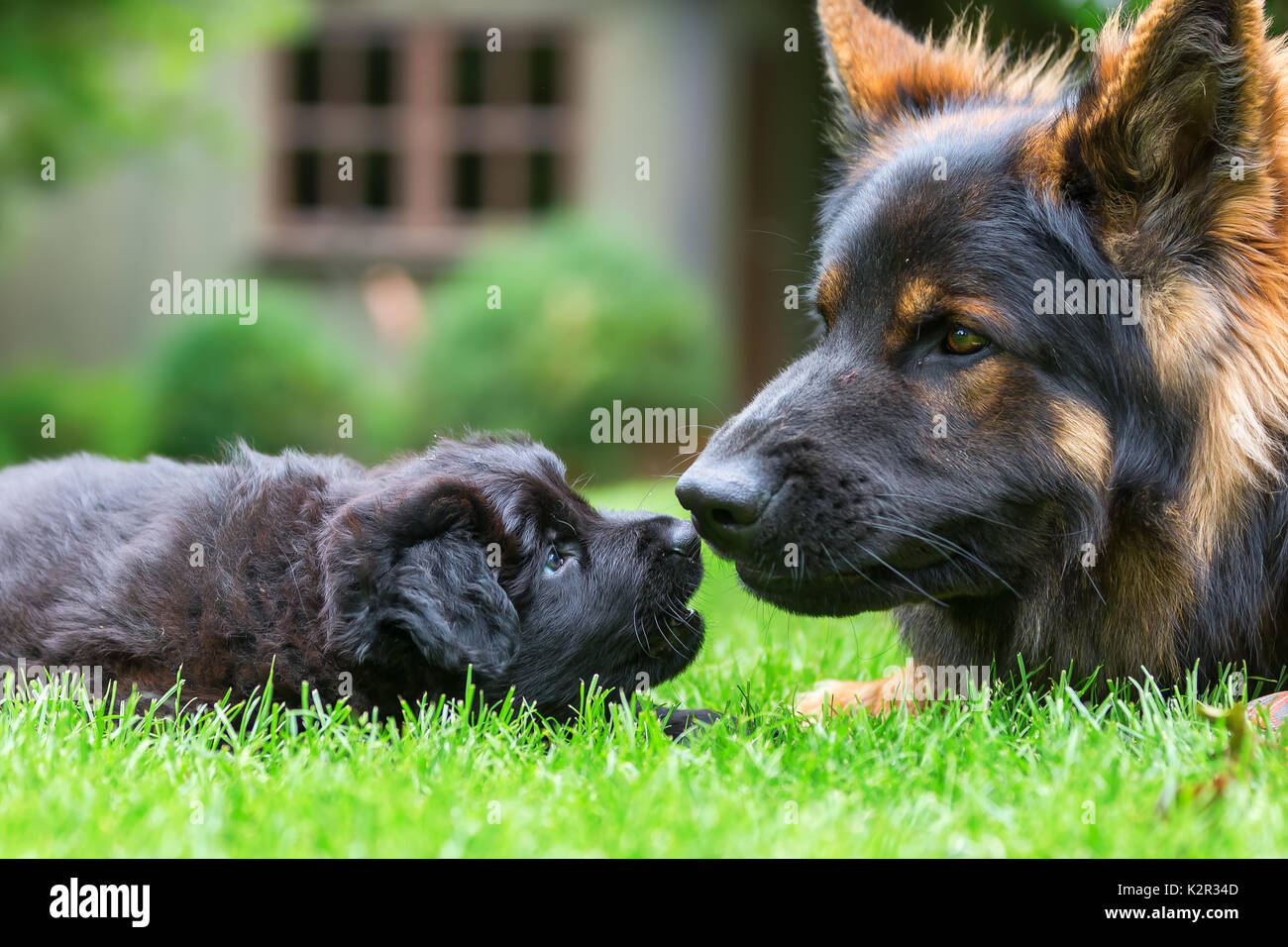 Nach alten deutschen Schäferhund spielt mit einem Welpen auf dem Rasen Stockfoto