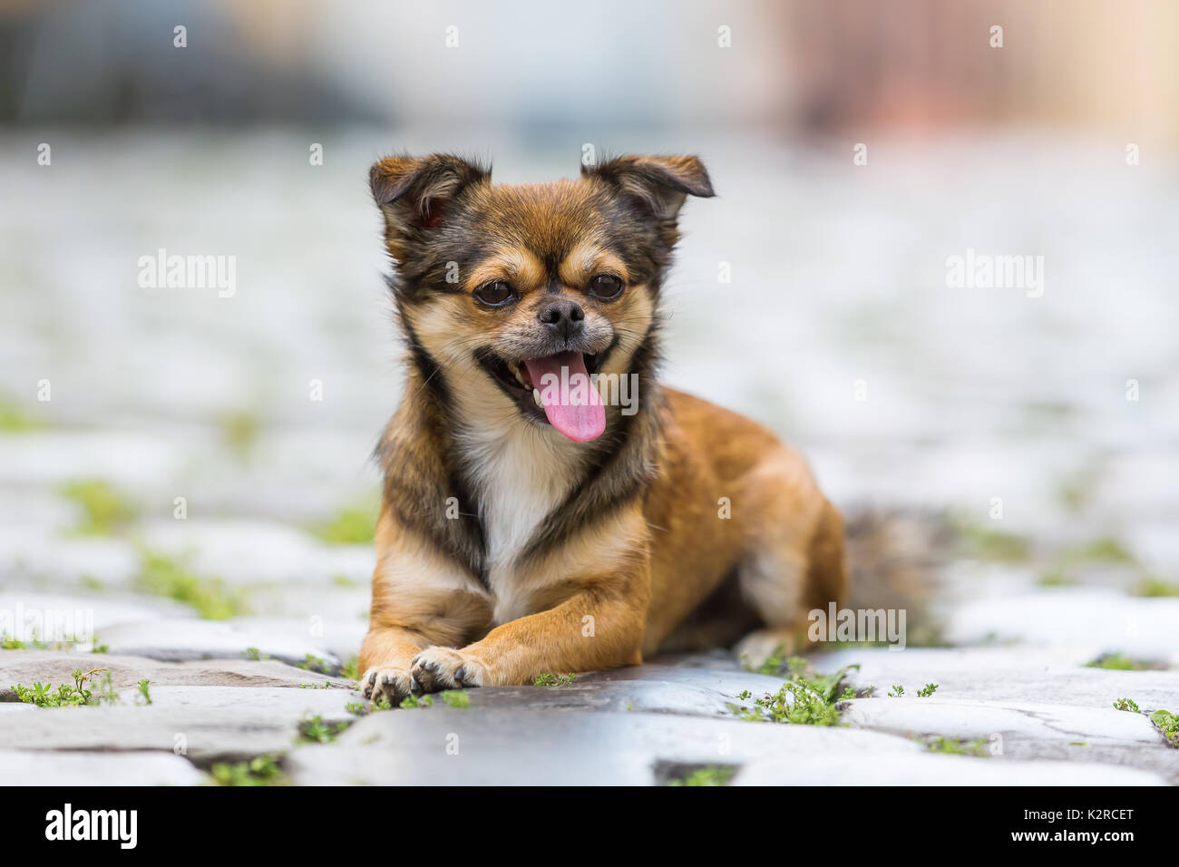 Chihuahua pekinese -Fotos und -Bildmaterial in hoher Auflösung – Alamy