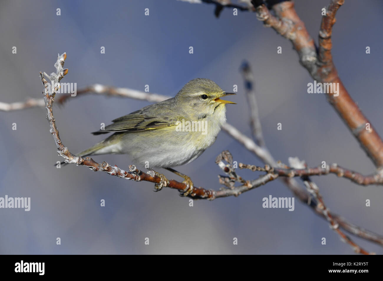 Fitis - Phylloscopus trochilus Stockfoto