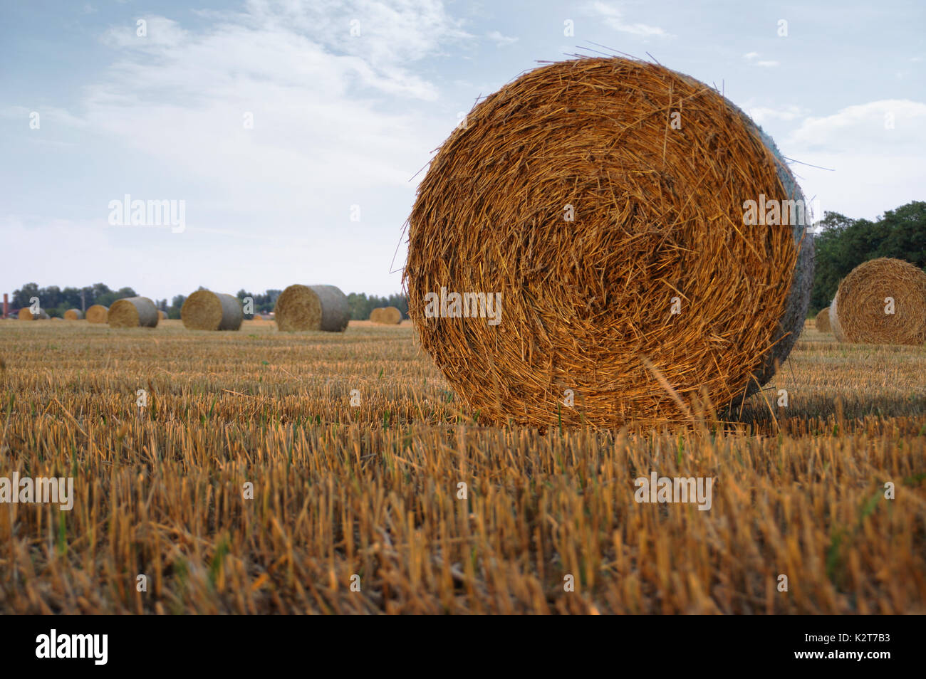 Trockenes Heu Ballen nach dem Mähen auf Feld mit Dorf im Hintergrund Stockfoto