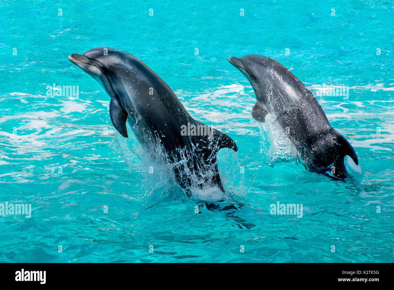 Delphine springen aus dem Wasser Stockfoto