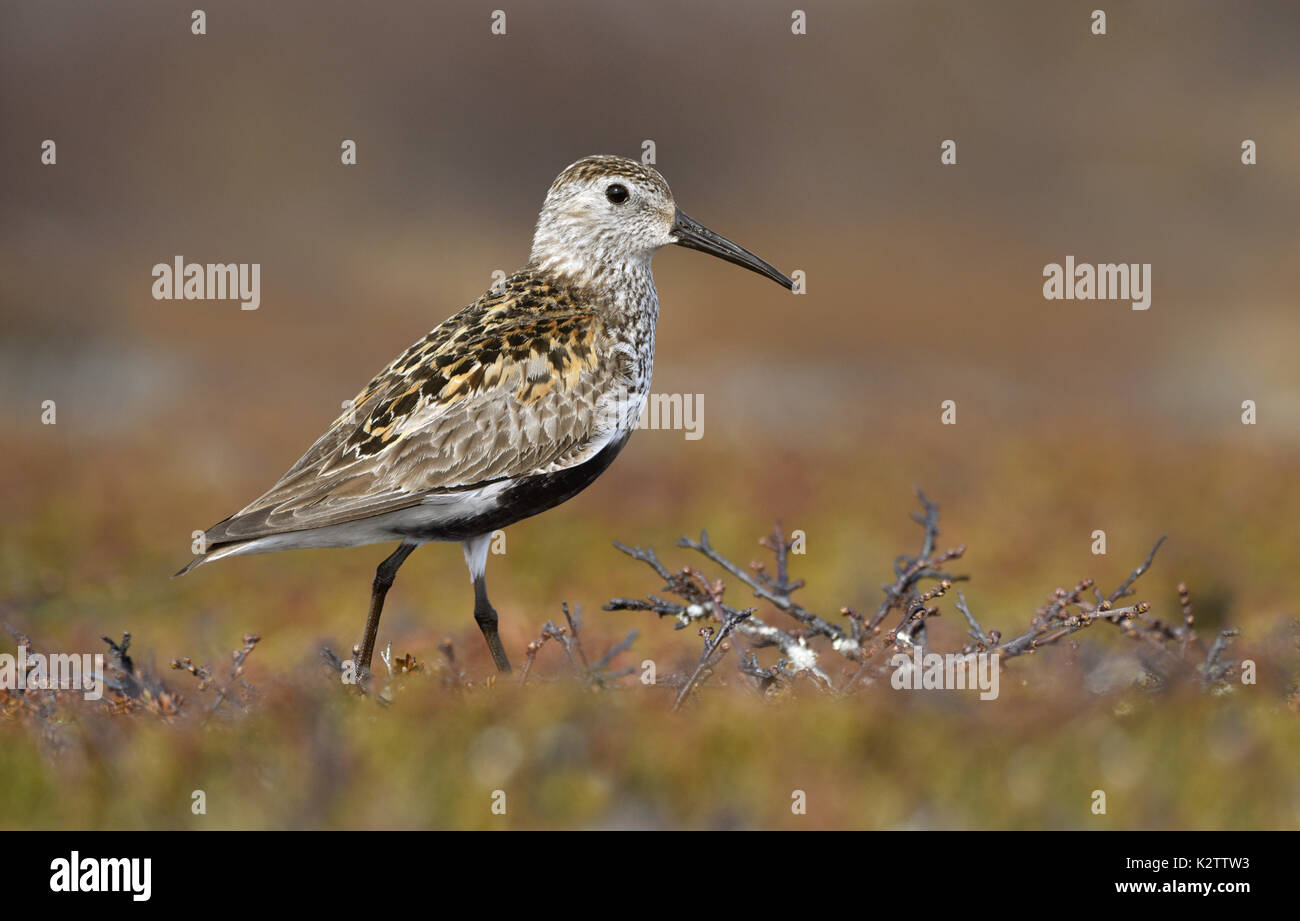 Alpenstrandläufer - Calidris alpina Stockfoto