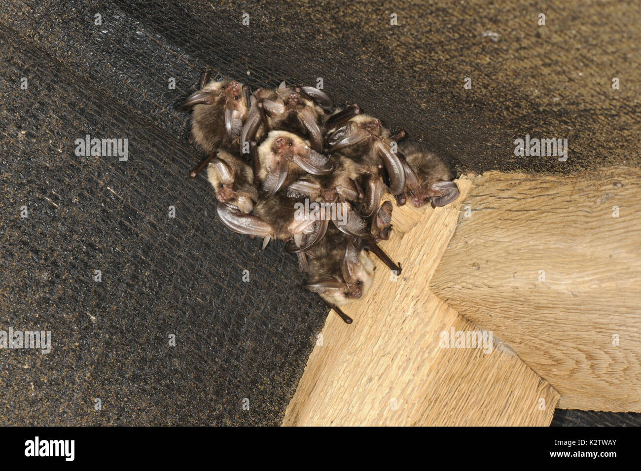 Braunes Langohr Plecotus auritus - Winter roost Stockfoto