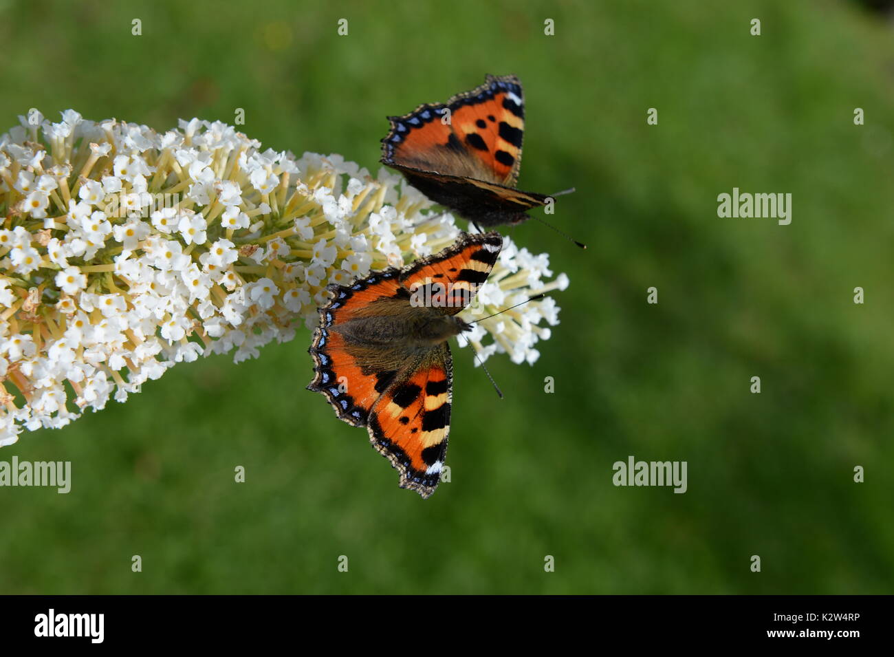 Zwei kleine Fuchs Schmetterlinge auf den Schmetterling Bush - sommerflieder Stockfoto