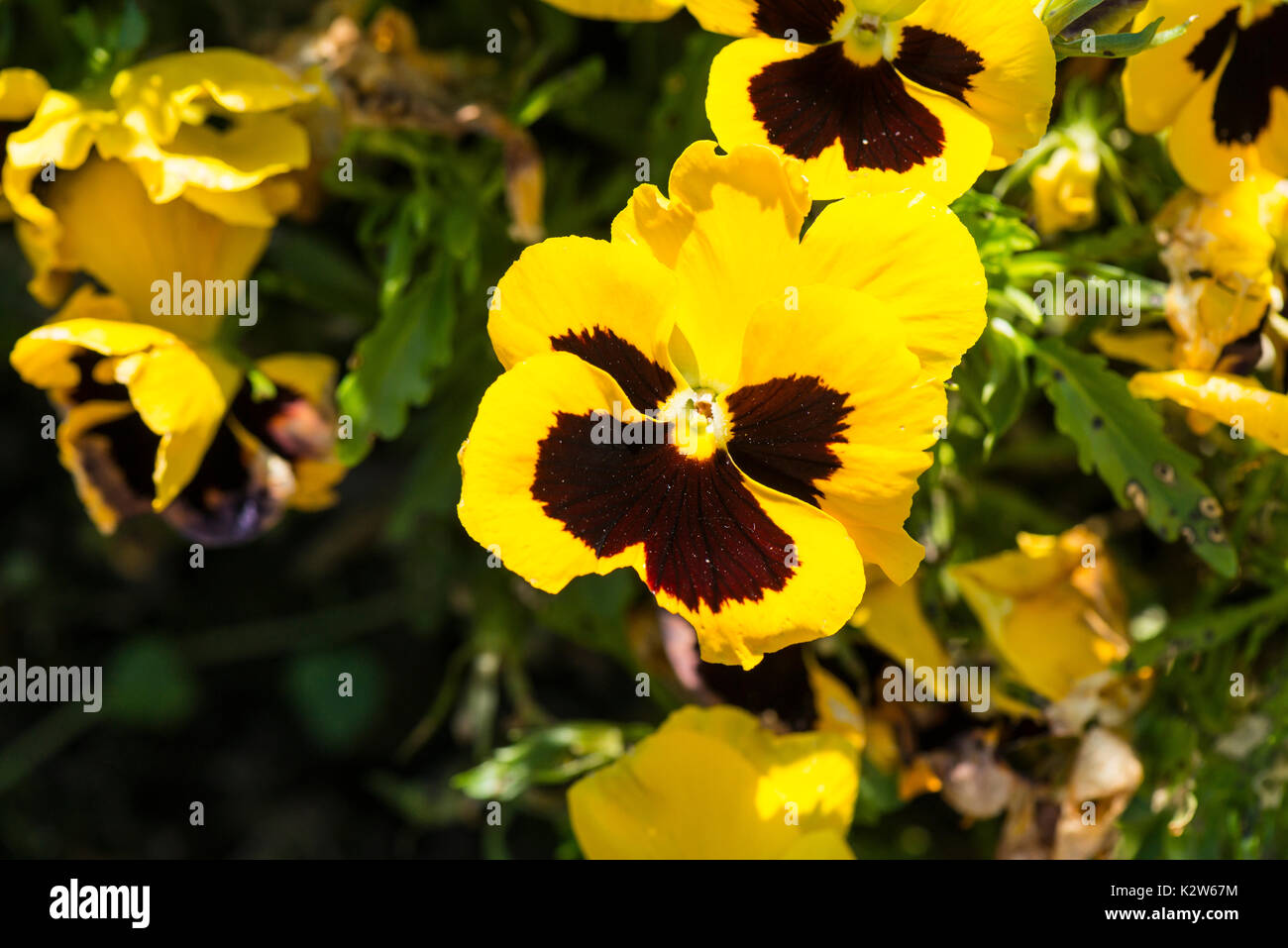 Gelbe Stiefmütterchen (Viola tricolor var. hortensis) Stockfoto